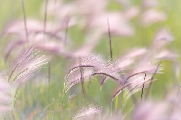 Canada, Alberta Grass seedheads in the wind